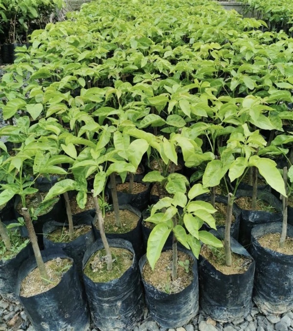 กระท้อน